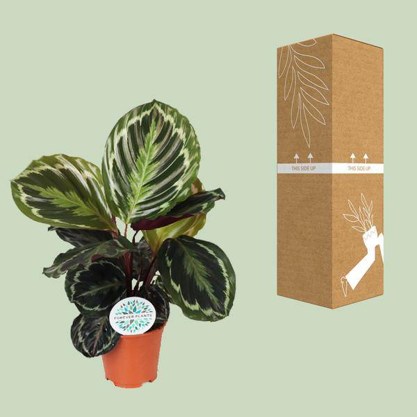 Korbmarante Calathea Medaillon – Zimmerpflanze Ø14cm ca. 45cm hoch – Exotische Blattpflanze mit lebhaften Mustern – Pflegeleicht im Halbschatten – Plant