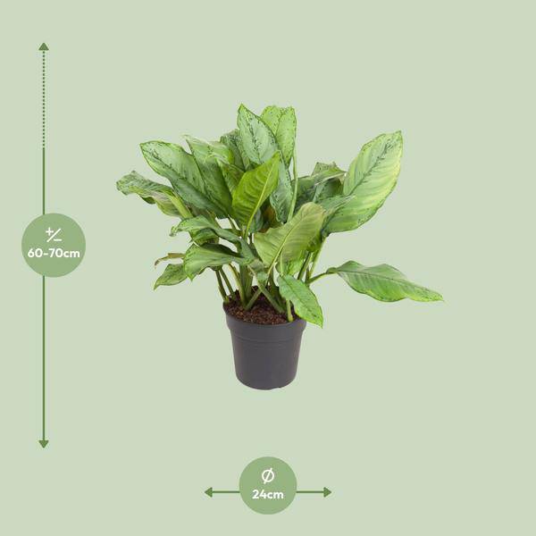 Kolbenfaden Aglaonema B.J. Freedman Zimmerpflanze Ø24cm ↕70cm – pflegeleichte Grünpflanze für Wohnzimmer, Büro & helle Standorte kaufen – Plant