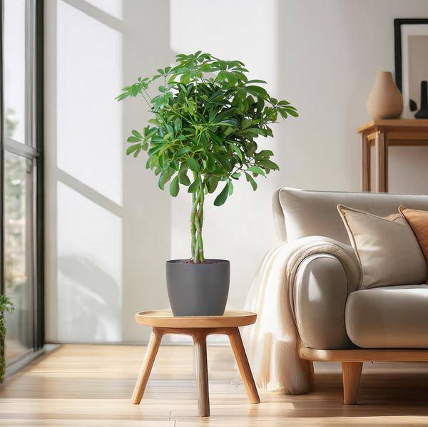 Schefflera Arb Nora – Strahlenaralie – Zimmerpflanze inkl. Übertopf – ↕70cm – Ø21cm – Kletterpflanze mit auffälligen Handblättern – Plant