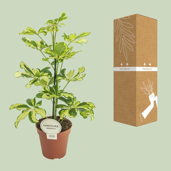 Strahlenaralie Schefflera Charlotte Zimmerpflanze Ø13cm ↕45cm – pflegeleichte Grünpflanze für Wohnzimmer, Büro & helle Standorte kaufen – Plant
