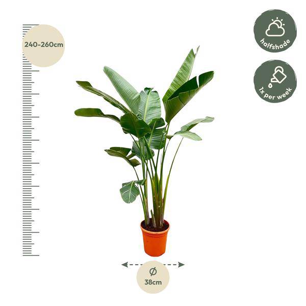 Strelitzia Augusta – Baum – Strelitzie XXL – Weißer Paradiesvogel – 250cm hoch – Ø38cm – Zimmerpflanze mit großen Fächerblättern – Plant