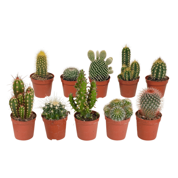 Kakteen Mix – 3 Zimmerpflanzen – Ø8,5cm – Verschiedene Kakteen im Mix – Pflegeleichte Sukkulenten – Mini – Kakteen für Fensterbank, Büro & Wohnzimmer – Plant