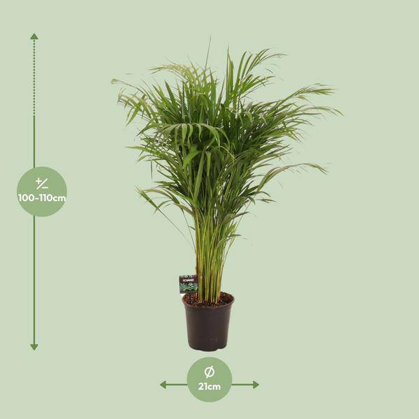 Goldfruchtpalme Dypsis lutescens Zimmerpflanze Ø21cm ↕110cm – tropische Grünpflanze für Wohnzimmer, Büro & helle Standorte kaufen – Plant