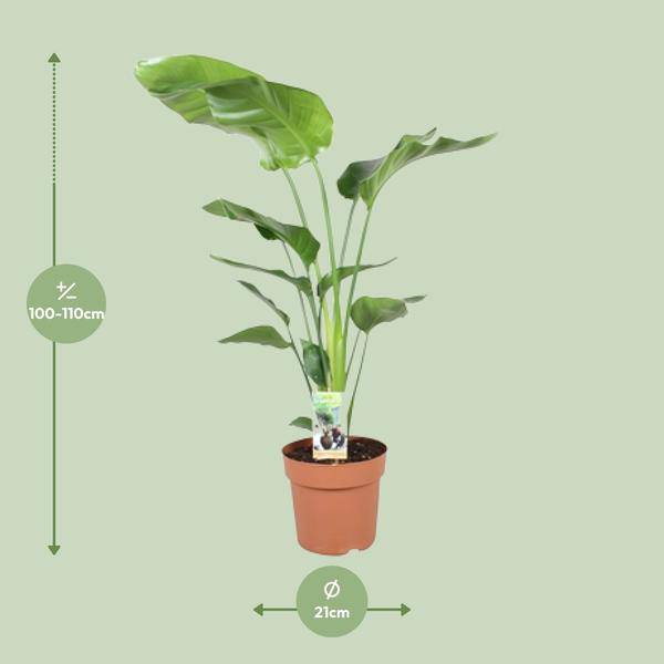 Baum – Strelitzie Strelitzia Nicolai Zimmerpflanze Ø21cm ↕90cm – tropische Grünpflanze für Wohnzimmer, Büro & helle Standorte kaufen – Plant