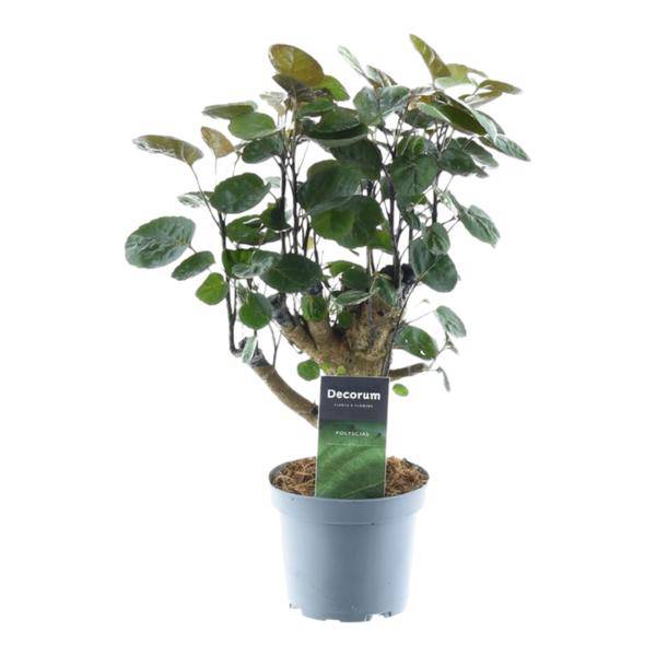 Polyscias Fabian – Fiederaralie – Zimmerpflanze – Tropische Grünpflanze – Dekopflanze für Wohnzimmer & Büro – Pflegeleicht – ↕45cm – Ø12cm – Plant