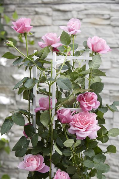 Rose Crazy in Love Pink – Rosa Kletterrose – Ø15cm – ↕65cm Höhe – Duftende Gartenrose mit langer Blütezeit – Für Terrasse, Balkon & Garten – Plant