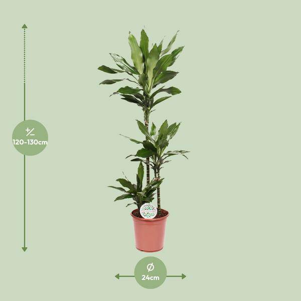 Drachenbaum – Dracaena Janet Lind – Zimmerpflanze – Ø24cm – ↕130cm – Pflegeleichte Grünpflanze für Zuhause & Büro – Plant