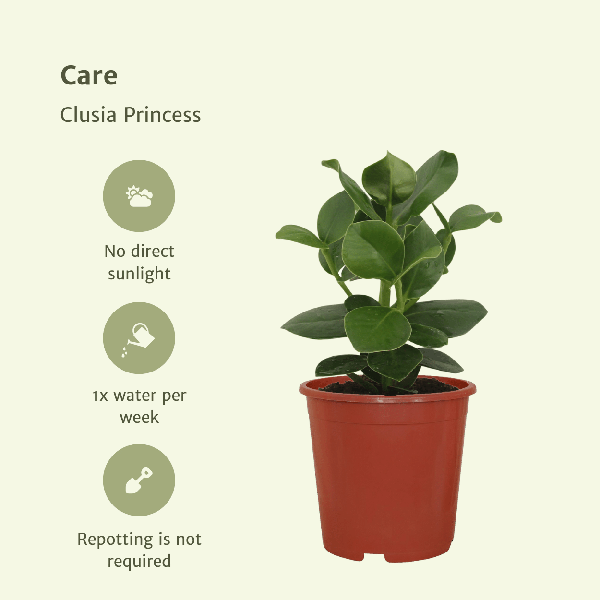 Signaturbaum Clusia Princess Zimmerpflanze Ø12cm ↕15cm – pflegeleichte Grünpflanze für Wohnzimmer, Büro & helle Standorte kaufen – Plant