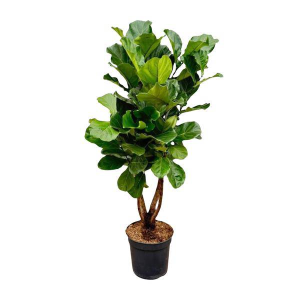 Geigen – Feige – Ficus Lyrata – Zimmerpflanze 200cm – Ø32cm – XXL – Pflanze mit großen geigenförmigen Blättern – Pflegeleicht – Plant