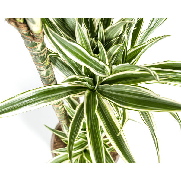 Drachenbaum Dracaena Deremensis White Stripe Zimmerpflanze Ø27cm ↕180cm – pflegeleichte Grünpflanze für Wohnzimmer, Büro & helle Standorte kaufen – Plant