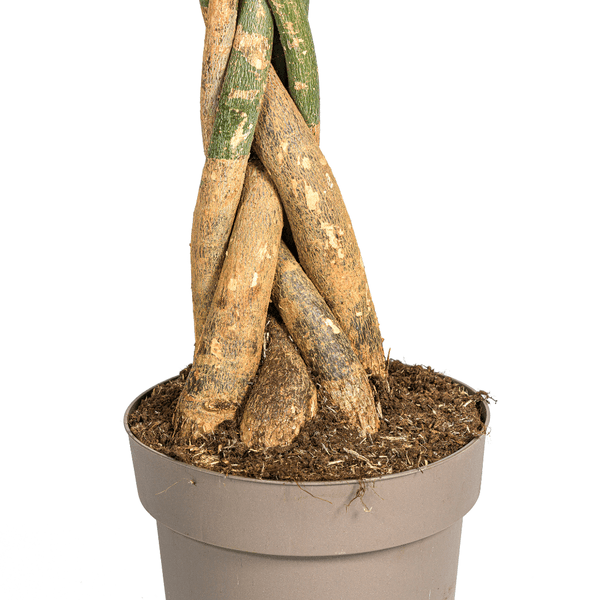 Glückskastanie – Pachira Aquatica – Zimmerpflanze – Ø30cm – Höhe 160-180cm – Geflochtener Stamm & glänzende Blätter – Exotisch & pflegeleicht – Plant