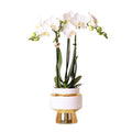 Weiße Phalaenopsis Orchidee Amabilis – 2-3 Zweige – Ø9cm Le Chic Deko – Topf – Gold mit weißen Details – Blühende Zimmerpflanze – 40cm hoch – Plant