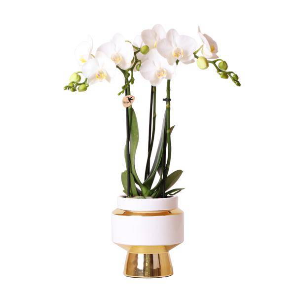 Weiße Phalaenopsis Orchidee Amabilis – 2-3 Zweige – Ø9cm Le Chic Deko – Topf – Gold mit weißen Details – Blühende Zimmerpflanze – 40cm hoch – Plant
