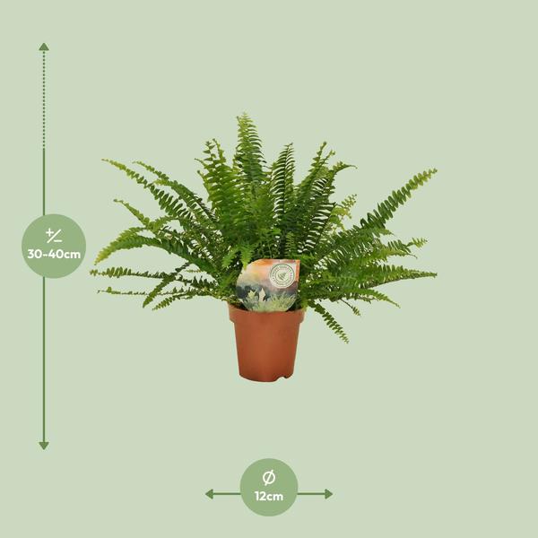 Schwertfarn Nephrolepis Green Lady Zimmerpflanze Ø12cm ↕30cm – pflegeleichte Grünpflanze für Wohnzimmer, Büro & helle Standorte kaufen – Plant