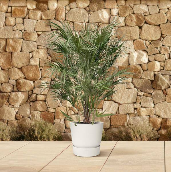 Grüne Zwergpalme – Chamaerops Humilis 170cm – Ø30cm – Mediterrane Kübelpflanze mit fächerförmigen Blättern – Pflegeleicht – Plant
