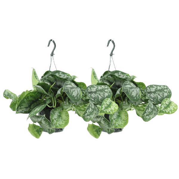 Efeutute Scindapsus pictus Trebie Epipremnum Zimmerpflanze Ø15cm ↕25cm – pflegeleichte Grünpflanze für Wohnzimmer, Büro & helle Standorte kaufen – Plant