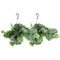 Efeutute Scindapsus pictus Trebie Epipremnum Zimmerpflanze Ø15cm ↕25cm – pflegeleichte Grünpflanze für Wohnzimmer, Büro & helle Standorte kaufen – Plant