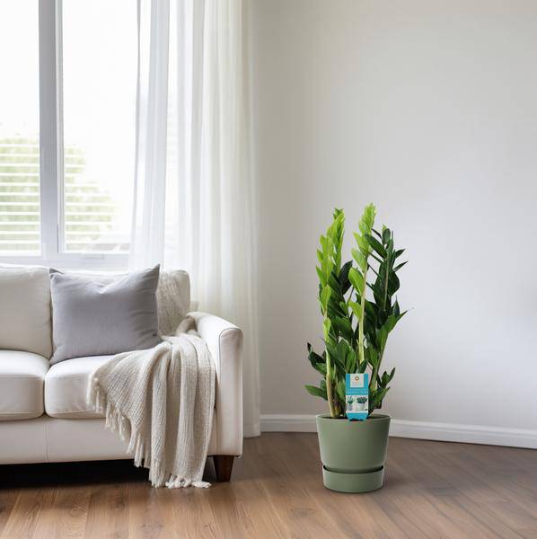 Glücksfeder Zamioculcas Zamiifolia Zimmerpflanze Ø17cm ↕65cm – pflegeleichte Grünpflanze für Wohnzimmer, Büro & helle Standorte kaufen – Plant