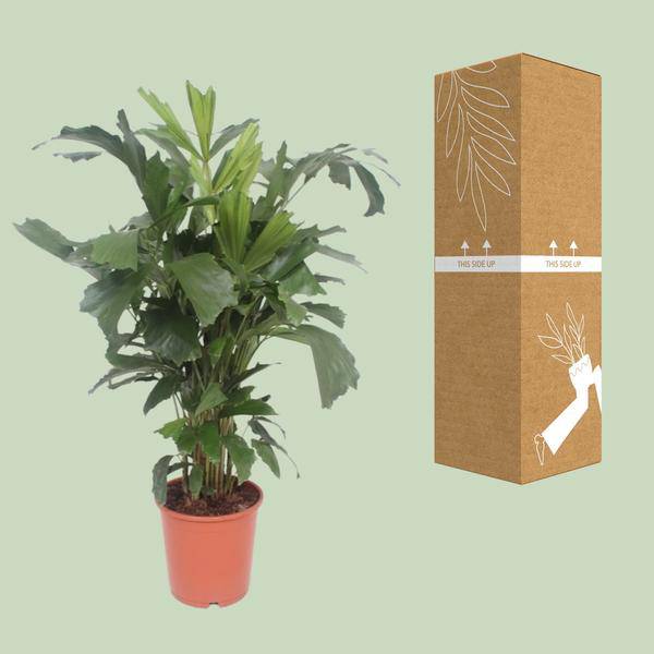 Fischschwanzpalme Zimmerpflanze Ø24cm ↕110cm – tropische Grünpflanze für Wohnzimmer, Büro & helle Standorte kaufen – Plant