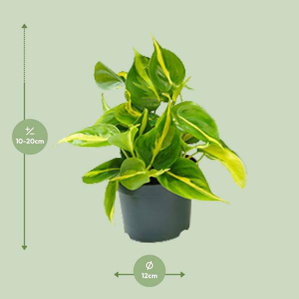Philodendron Scandens Brasil – Zimmerpflanze – Ø12cm – Höhe ca. 20cm – Glänzende Blätter – Pflegeleicht & Halbschatten – Liebhaber – Plant