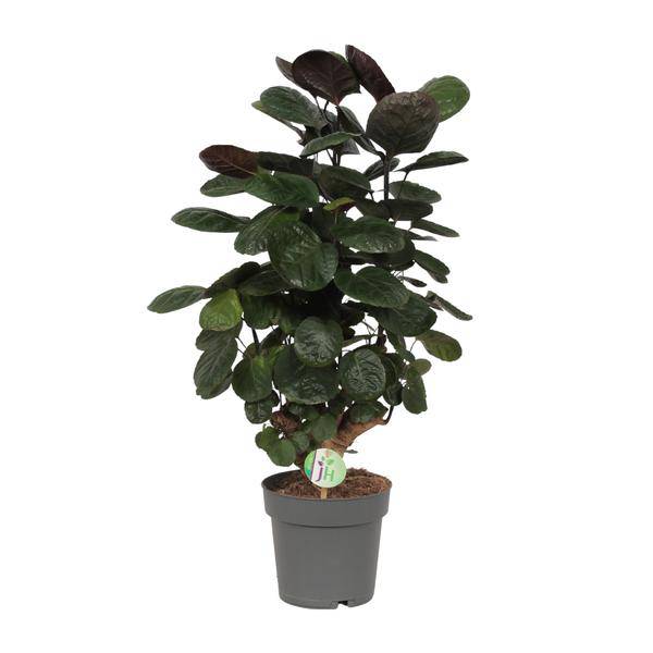 Fiederaralie Polyscias Scutellaria Fabian Zimmerpflanze Ø19cm ↕60cm – pflegeleichte Grünpflanze für Wohnzimmer, Büro & helle Standorte kaufen – Plant