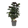 Fiederaralie Polyscias Scutellaria Fabian Zimmerpflanze Ø19cm ↕60cm – pflegeleichte Grünpflanze für Wohnzimmer, Büro & helle Standorte kaufen – Plant