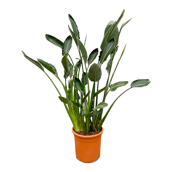 Strelitzia Reginae – Paradiesvogelblume – Zimmerpflanze 160cm – Ø30cm – Exotische Pflanze mit orangefarbenen Blüten – Pflegeleicht – Plant