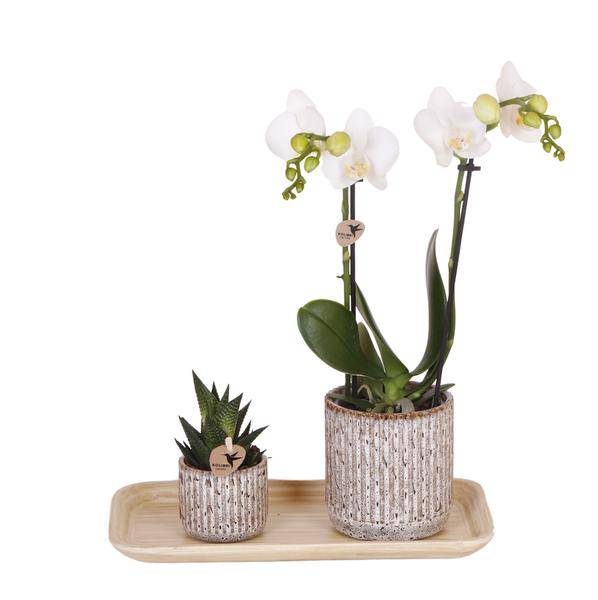 Set aus gelb – roter Phalaenopsis – Orchidee & Sukkulente auf Bambustablett – Blühende Zimmerpflanze & Grünpflanze im Deko – Arrangement – Plant