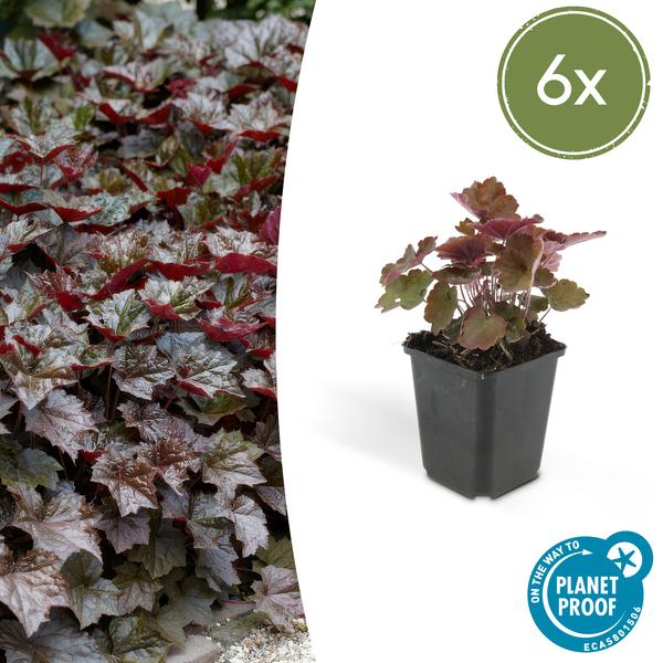 Heuchera 'Palace Purple' – Rotblättriges Silberglöckchen – Staude für Schatten & Beete – ↕10-25cm – Ø9cm – Für Garten & Pflanzgefäße – Plant