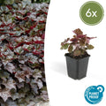 Heuchera 'Palace Purple' – Rotblättriges Silberglöckchen – Staude für Schatten & Beete – ↕10-25cm – Ø9cm – Für Garten & Pflanzgefäße – Plant