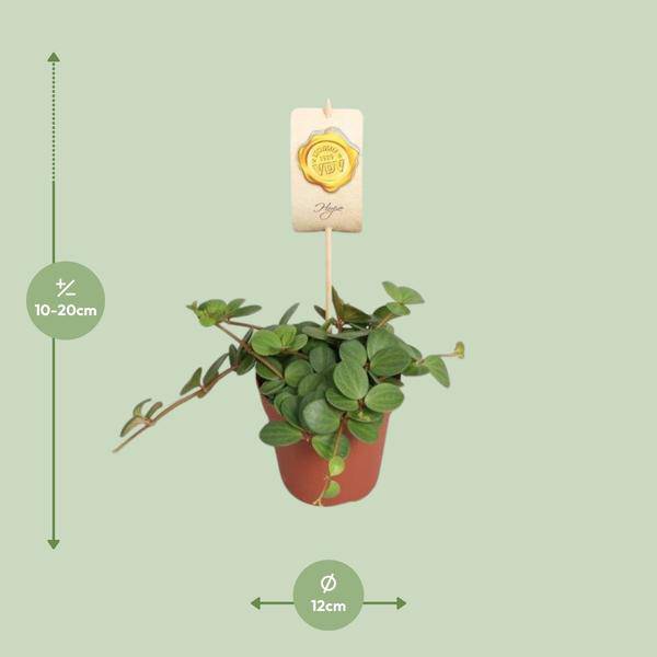 Zwergpfeffer Peperomia Hope – Zimmerpflanze – Ø12cm – ↕15cm – pflegeleichte Grünpflanze mit sukkulentenähnlichen Blättern – Plant
