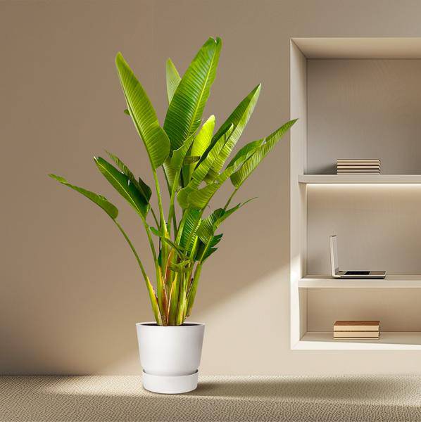 Baum – Strelitzie – Strelitzia Augusta mehrstämmig XXL – 225cm – Ø40cm – Weißer Paradiesvogel
