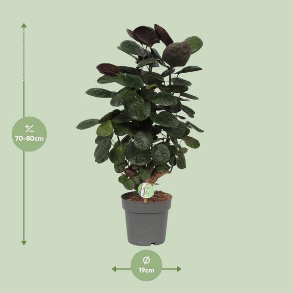 Fiederaralie Polyscias Scutellaria Fabian Zimmerpflanze Ø19cm ↕60cm – pflegeleichte Grünpflanze für Wohnzimmer, Büro & helle Standorte kaufen – Plant