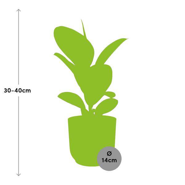 Gummibaum Ficus Elastica 'Robusta' Zimmerpflanze – pflegeleichte Grünpflanze für Wohnzimmer, Büro & helle Standorte kaufen – Plant