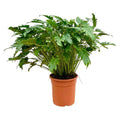 Philodendron Xanadu – Baumfreund – ca. 80cm hoch – Ø27cm – Tropische Zimmerpflanze mit dekorativen Blättern – Plant