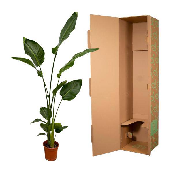 Strelitzia Nicolai – Baum-Strelitzie – 2 Pflanzen – Zimmerpflanzen ca. 130cm – ø17cm – Weißer Paradiesvogel – Tropische XL-Grünpflanzen für Wohnzimmer, Büro & Wintergarten – Plant