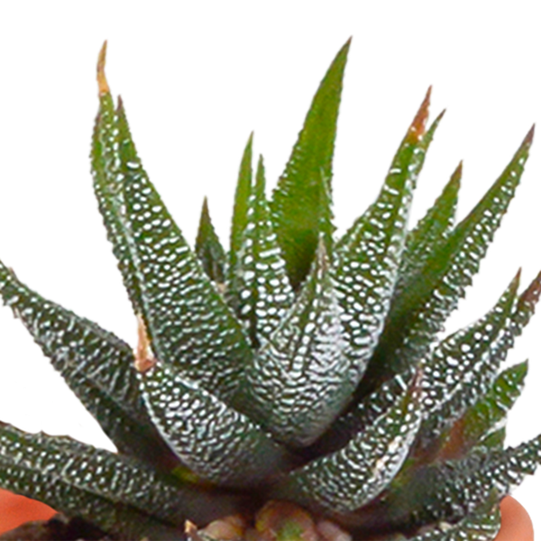 Kakteen und Sukkulenten Mix – 15 Pflanzen – Ø5,5cm Zimmerpflanzen – Verschiedene Arten wie Cereus, Echeveria, Haworthia & Crassula – Plant