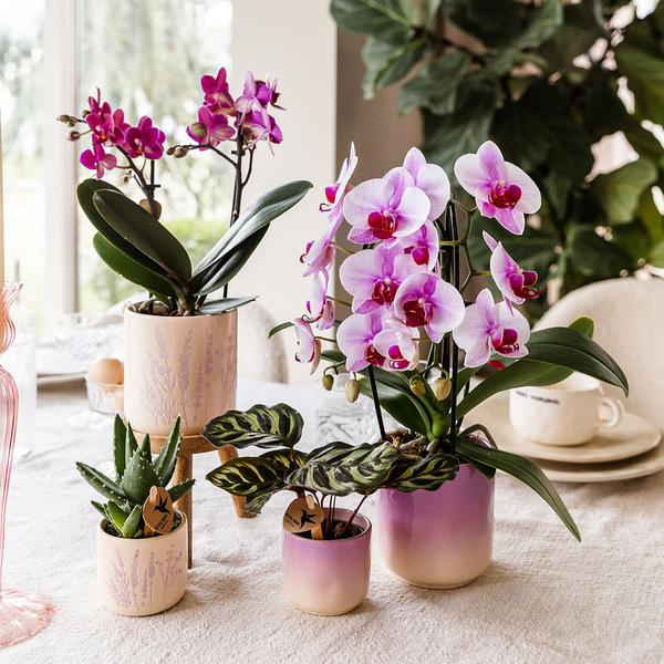 Gradience Übertopf Rosa – Ø9cm – Keramik – Blumentopf mit Farbverlauf – Glänzender Übertopf für Orchideen, Zimmerpflanzen & Sukkulenten – Plant