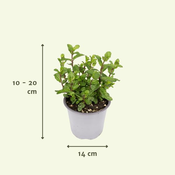 Gartenkräutermischung Zimmerpflanze Ø14cm – pflegeleichte Grünpflanze für Wohnzimmer, Büro & helle Standorte kaufen – Plant