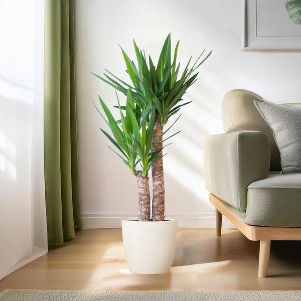 Yucca Elephantipes – Riesen – Palmlilie – Zimmerpflanze – ca. 90cm hoch – Ø21cm – In Übertopf Viber Weiß – Pflegeleicht & nachhaltig – Plant