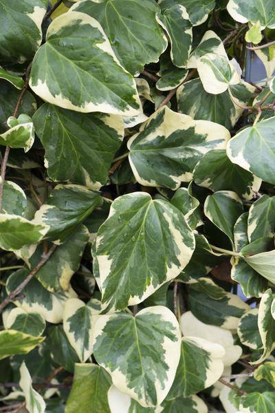 Buntlaubiger Kaukasischer Efeu Hedera colchica 'Dentata Variegata' Kletterpflanze Ø15cm ↕65cm – winterharte Pflanze für Garten, Balkon, Terrasse – Plant