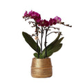 Phalaenopsis Orchidee – Flieder – Morelia – Mit goldfarbenem Groove Ziertopf – Ø9cm – 35cm hoch – Blühende Zimmerpflanze – Deko – Plant