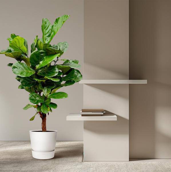 Geigenfeige Ficus Lyrata Zimmerpflanze Ø27cm ↕130cm – pflegeleichte Grünpflanze für Wohnzimmer, Büro & helle Standorte kaufen – Plant