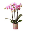 Phalaenopsis Orchidee – Rosa Mineral Rotterdam – Ø9cm – Blühende Zimmerpflanze – 2-3 Zweige – Pflegeleicht & dekorativ – Für Wohnzimmer, Büro & Bad – Plant