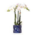 Amabilis Orchidee Weiß – Zimmerpflanze Ø9cm – inkl. Candy – Übertopf Blau – Elegante Orchidee mit 2-3 Blütenstielen – Plant