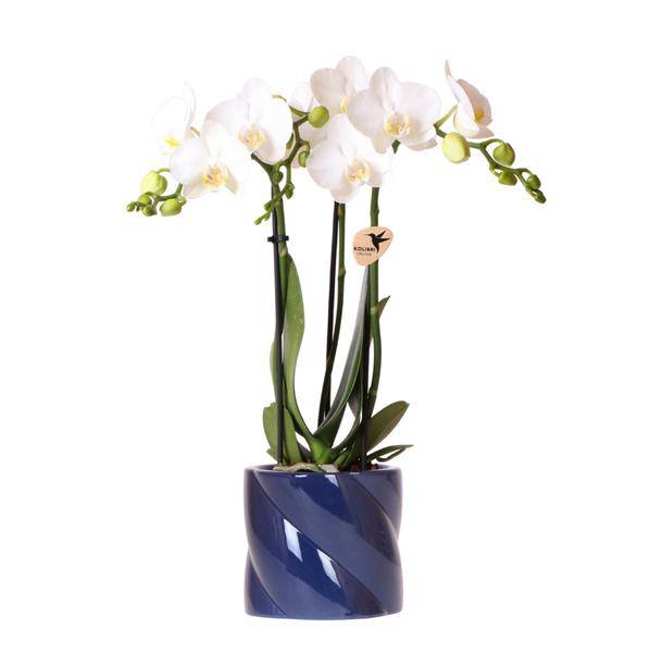 Amabilis Orchidee Weiß – Zimmerpflanze Ø9cm – inkl. Candy – Übertopf Blau – Elegante Orchidee mit 2-3 Blütenstielen – Plant