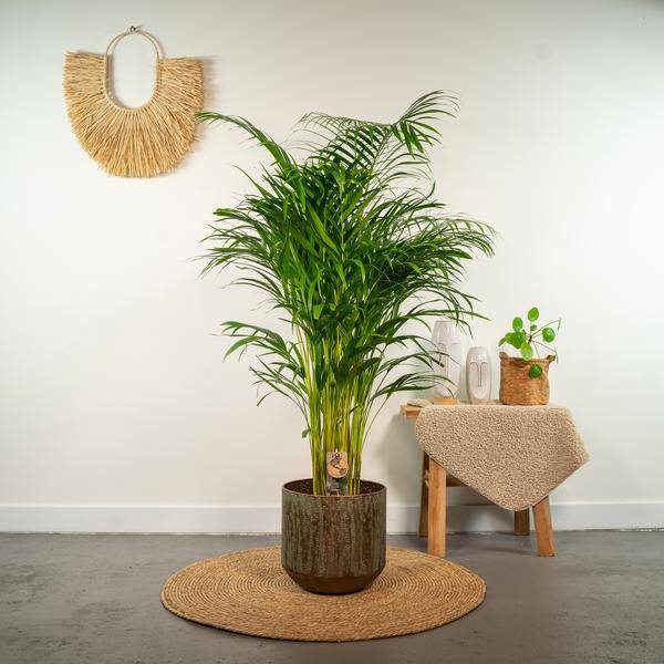 Areca – Palme – Betelpalme Dypsis lutescens – Ø24cm – 130cm Höhe – Luftreinigende Goldfruchtpalme – Tropische Zimmerpflanze für gesundes Raumklima – Plant