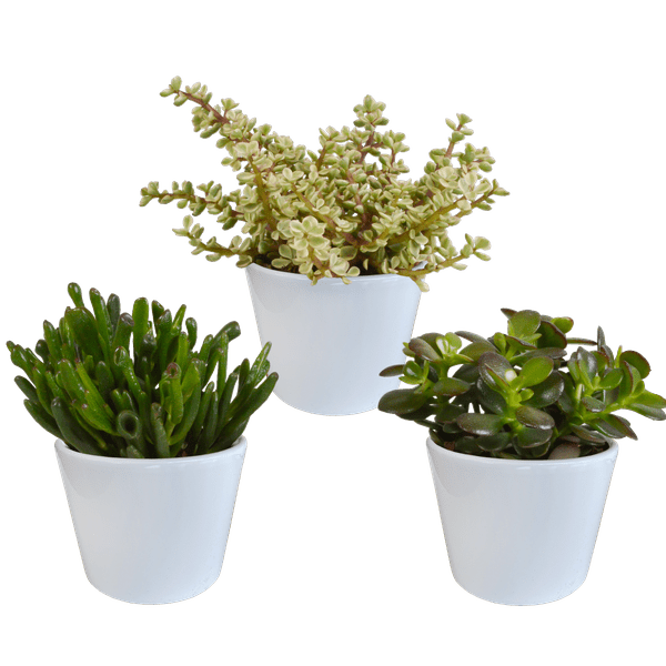Sukkulenten Mix 3 Pflanzen Ø10,5cm – pflegeleichtes Pflanzen Set für Urban Jungle, Fensterbank, Wohnzimmer & Büro – Plant
