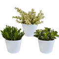 Sukkulenten Mix 3 Pflanzen Ø10,5cm – pflegeleichtes Pflanzen Set für Urban Jungle, Fensterbank, Wohnzimmer & Büro – Plant