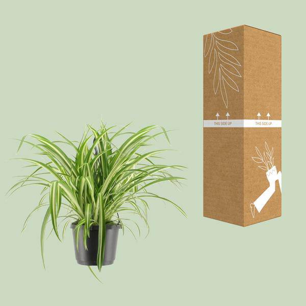 Grünlilie Chlorophytum comosum Variegatum Zimmerpflanze Ø17cm ↕30cm – pflegeleichte Grünpflanze für Wohnzimmer, Büro & helle Standorte kaufen – Plant